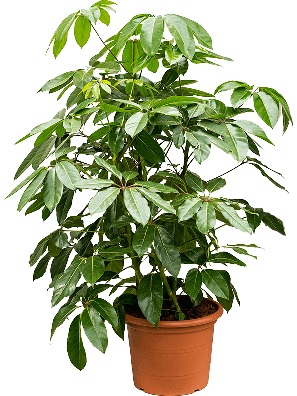 Cheerful Umbrella Tree Schefflera actinophylla 'Amate' Indoor House Plants - citiplants.com