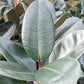 Lush Rubber Plant Ficus elastica 'Abidjan' Indoor House Plants - citiplants.com
