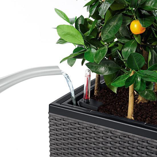 LECHUZA PURO Color 20 Graphite Black Poly Resin Table Self-watering Planter with Substrate and Water Level Indicator D20 H16 L20 W20 cm, 1.2L - citiplants.com