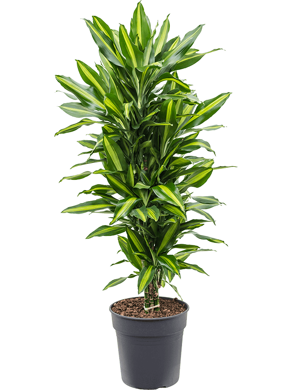 Colorful Corn Plant Dracaena fragrans 'Cintho' Indoor House Plants - citiplants.com