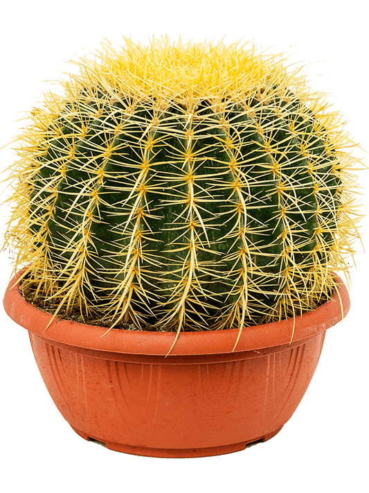 Photogenic Barrel Cactus Echinocactus grusonii Indoor House Plants - citiplants.com