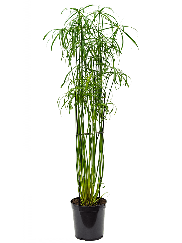 Graceful Umbrella Sedge Cyperus alternifolius 'Glaber Indoor House Plants - citiplants.com
