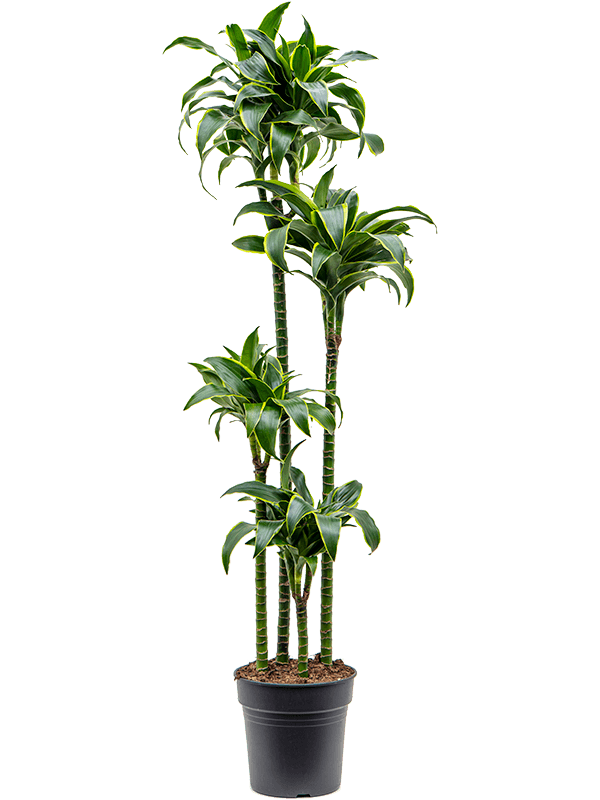 Insta-friendly Corn Plant Dracaena fragrans 'Dorado' Tall Indoor House Plants Trees - citiplants.com