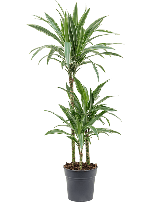 Insta-friendly Dracaena deremensis 'Warneckei' Tall Indoor House Plants Trees - citiplants.com
