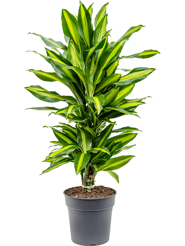 Colorful Corn Plant Dracaena fragrans 'Cintho' Indoor House Plants - citiplants.com