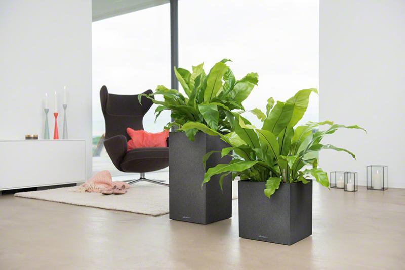 LECHUZA CANTO Stone 30 High Black Poly Resin Floor Self-watering Planter with Substrate and Water Level Indicator H56 L30 W30 cm, 12L - citiplants.com