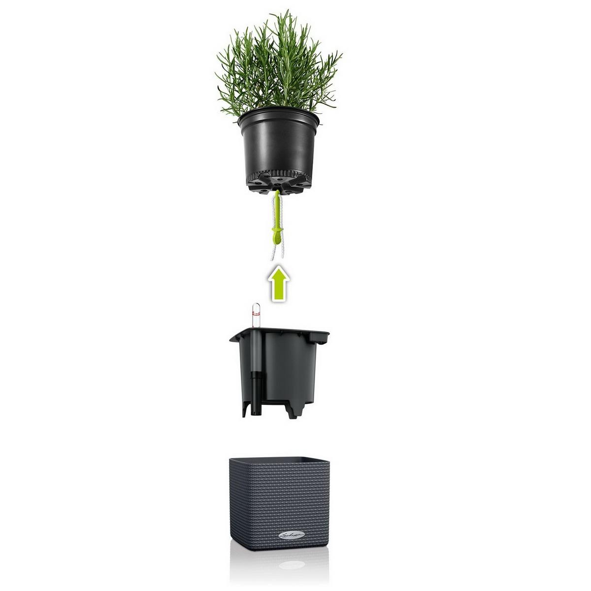 LECHUZA CUBE Color 14 Blackberry Poly Resin Table Self-watering Planter with Water Level Indicator H14 L14 W14 cm, 1.4L - citiplants.com
