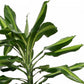 Colorful Corn Plant Dracaena fragrans 'Cintho' Indoor House Plants - citiplants.com