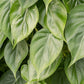 Lush Heart-Leaf Philodendron scandens Indoor House Plants - citiplants.com