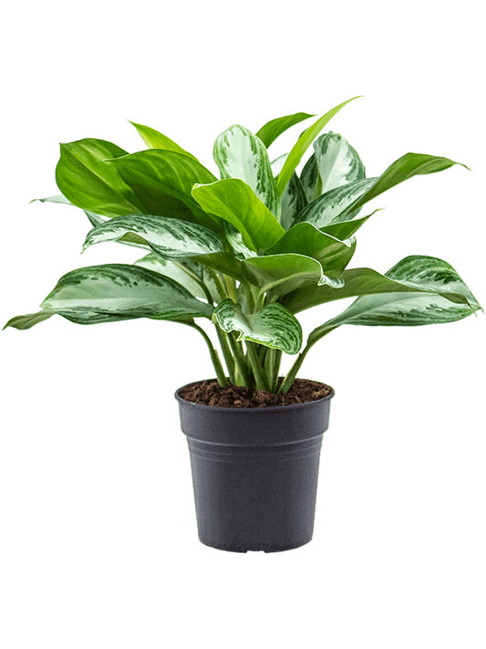 Vibrant Chinese Evergreen Aglaonema 'Silver Bay' Indoor House Plants - citiplants.com