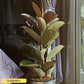 Lush Rubber Plant Ficus elastica 'Abidjan' Indoor House Plants - citiplants.com